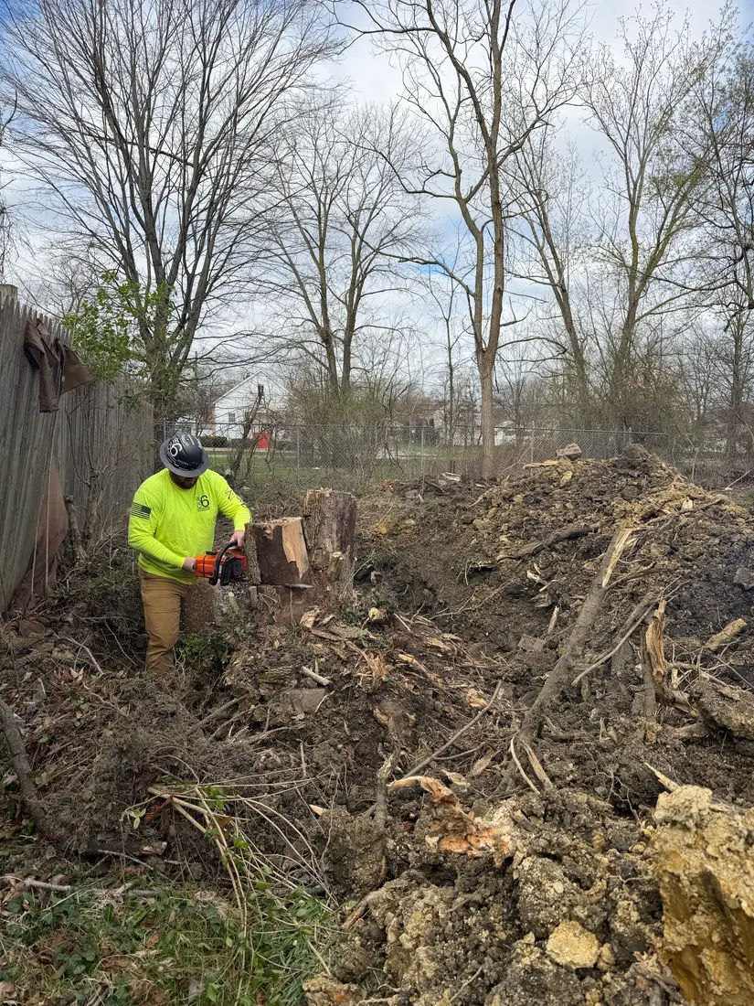 Chainsaw work through cleared brush