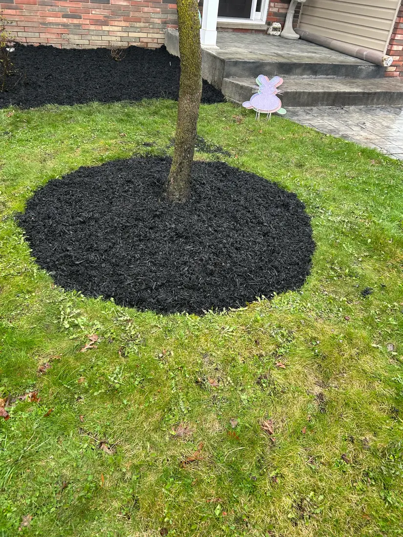 Fresh black mulch ring around a tree