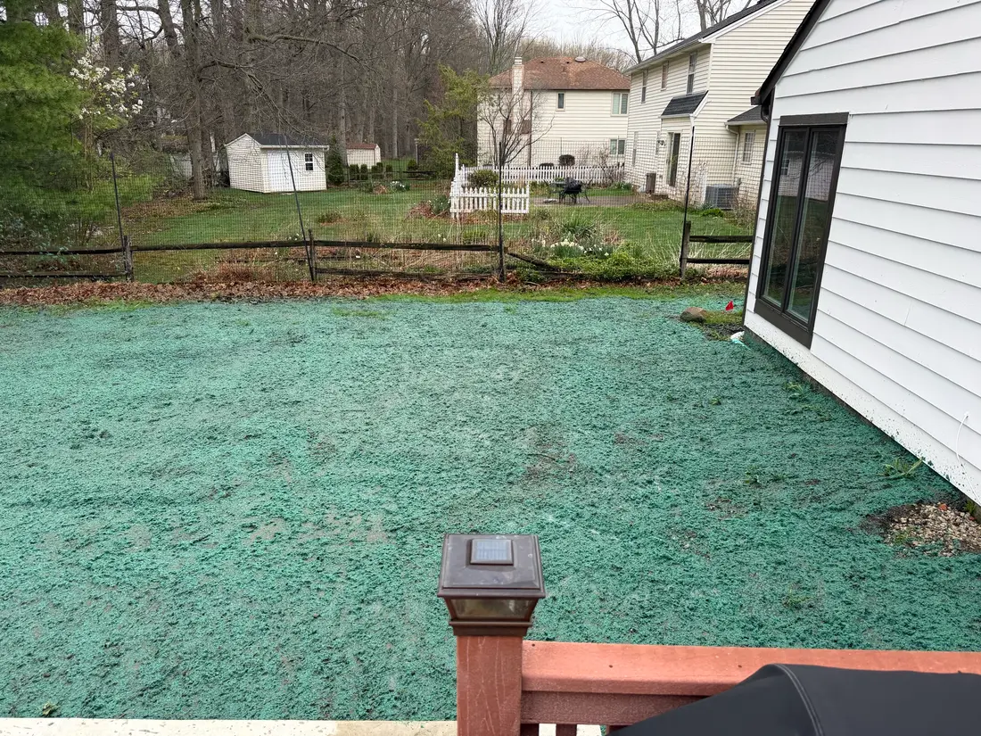 Hydroseeded backyard coming in green