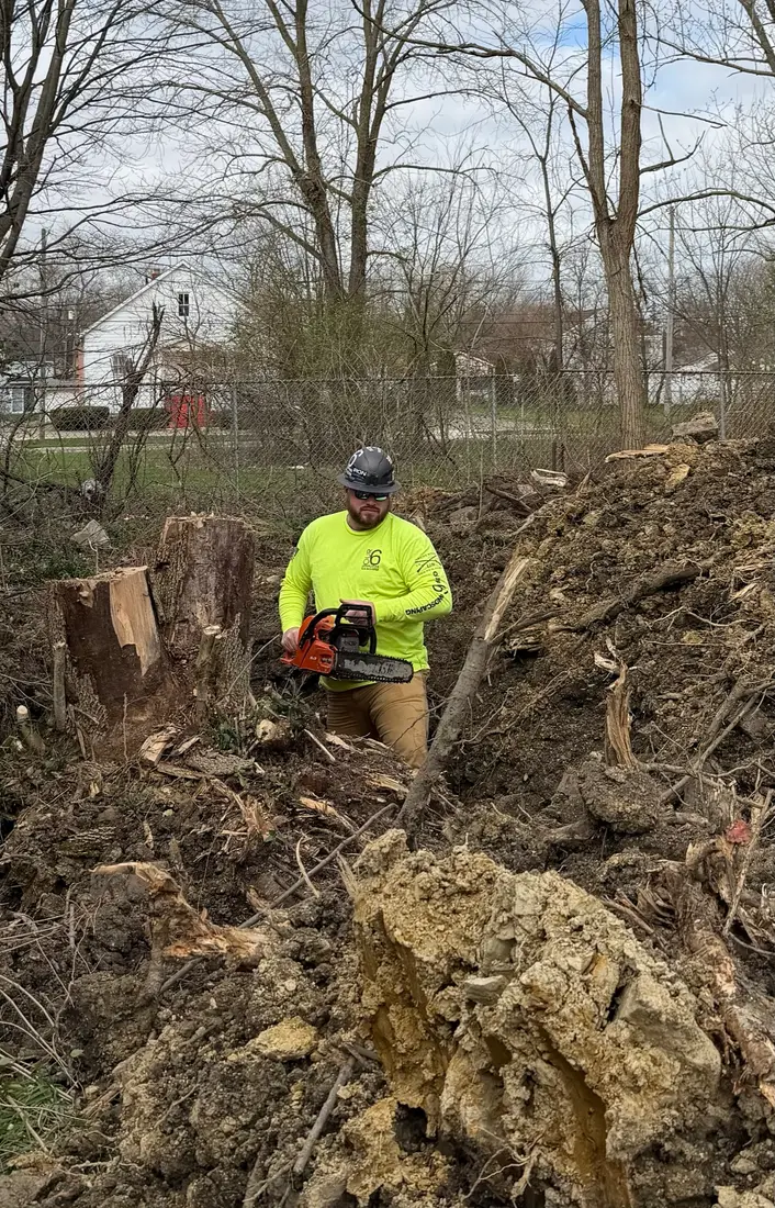 Cutting a downed stump with a chainsaw