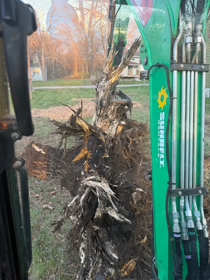 Uprooted stump lifted out during clean-up